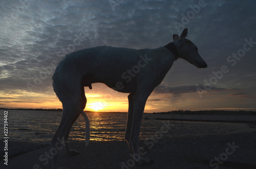 Podenco dog seen as a ailhouette in evening light. © Kim