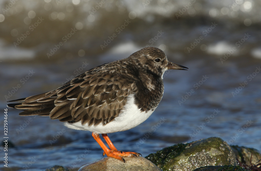 A pretty Turnstone (Arenaria interpres)  standing on a rock on an incoming tide. It has been searching around the rock pools for food.