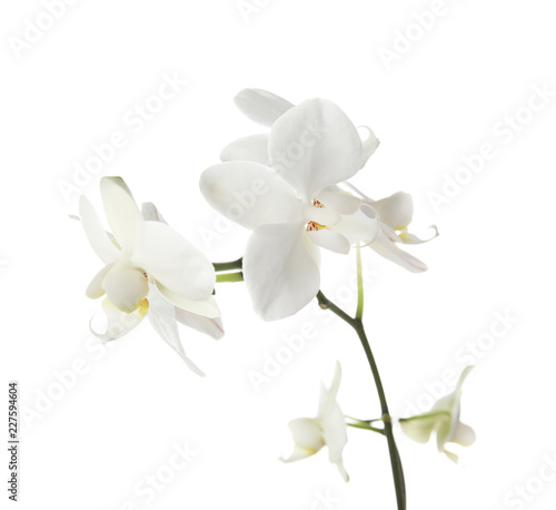 Fototapeta Naklejka Na Ścianę i Meble -  Branch with beautiful orchid flowers on white background. Tropical plant