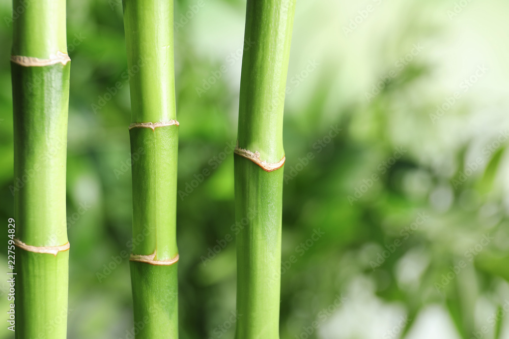 Green bamboo stems on blurred background with space for text Green bamboo stems on blurred background with space for text