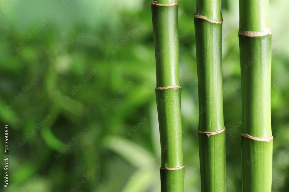 Fototapeta premium Green bamboo stems on blurred background with space for text
