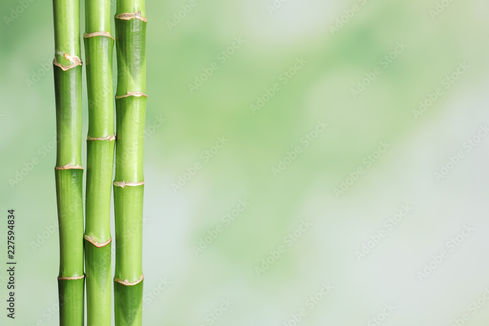 Green bamboo stems on blurred background with space for text Green bamboo stems on blurred background with space for text