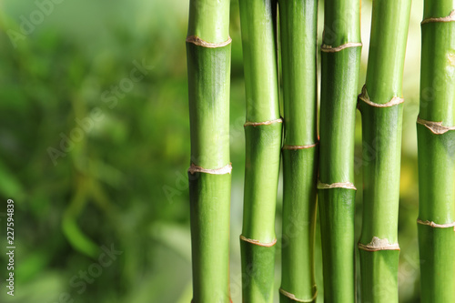 Fototapeta Naklejka Na Ścianę i Meble -  Green bamboo stems on blurred background with space for text