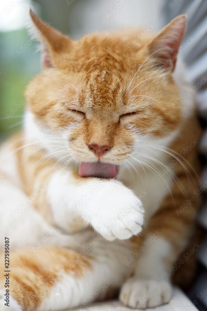毛づくろいをする茶猫 毛づくろいをする茶猫