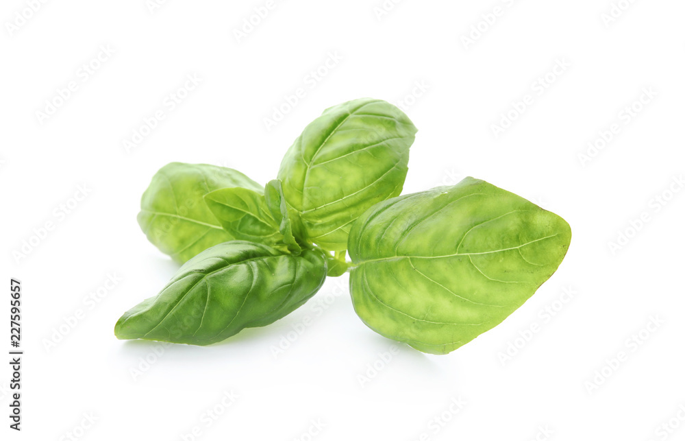 Fresh green basil leaves on white background Fresh green basil leaves on white background