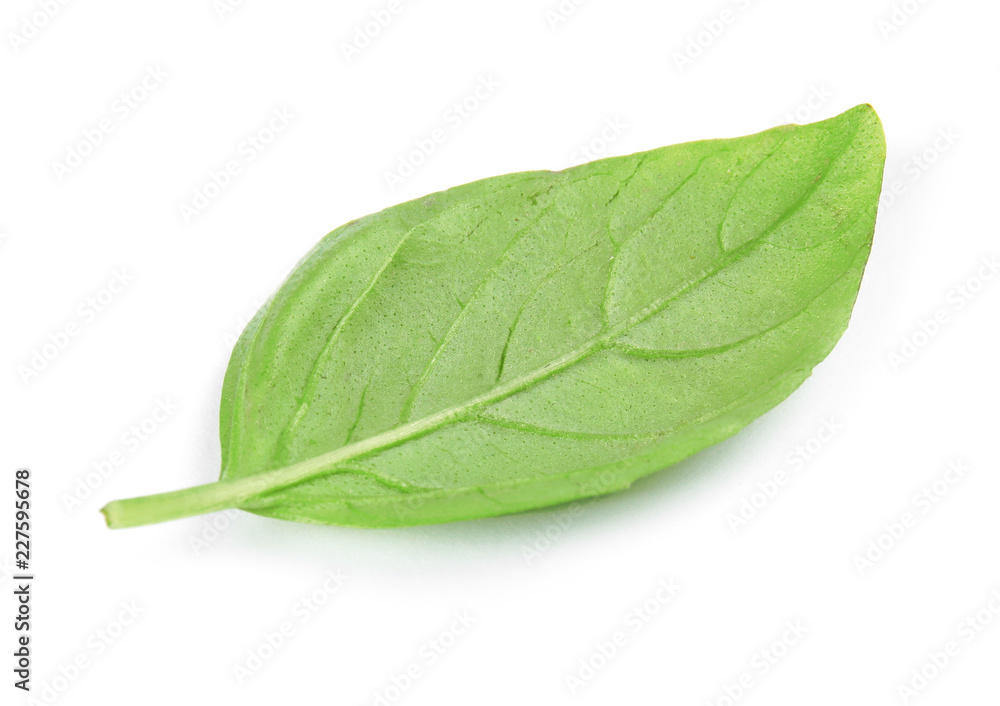Fototapeta premium Fresh green basil leaf on white background