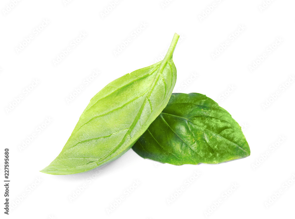 Fresh green basil leaves on white background Fresh green basil leaves on white background