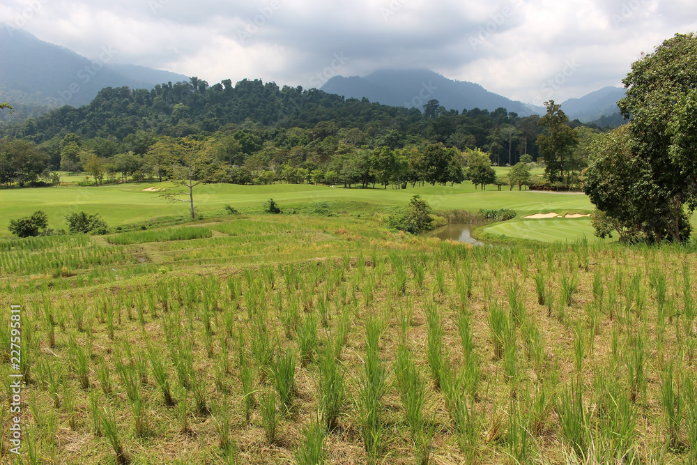 Landscape of rice fields, golf course, green forests and mountains in Khao Soi Dow District of eastern Thailand.