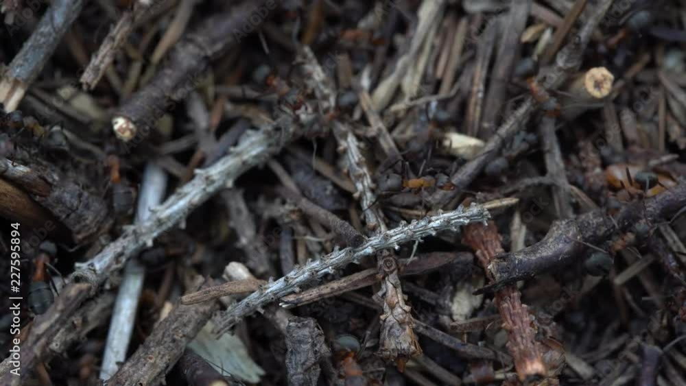 Big anthill in the woods. Big anthill with colony of ants in summer forest. Ants on the anthill in the woods closeup, macro Big anthill in the woods. Big anthill with colony of ants in summer forest. Ants on the anthill in the woods closeup, macro