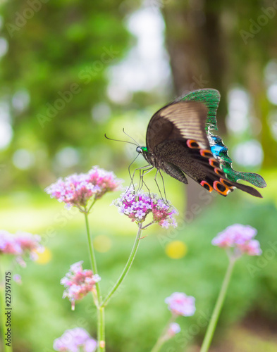 Canvas Print Beautiful butterfly on pink color flowers on morning