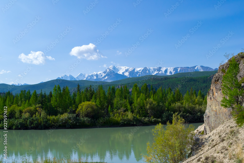 A picturesque landscape with a calm turquoise river near cliff on clear summer day with a forest and green trees on the other bank reflecting in the water against the backdrop of high Altai mountains