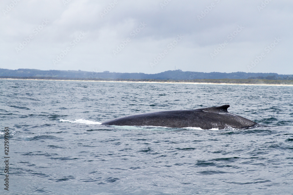 Fototapeta premium Buckelwal