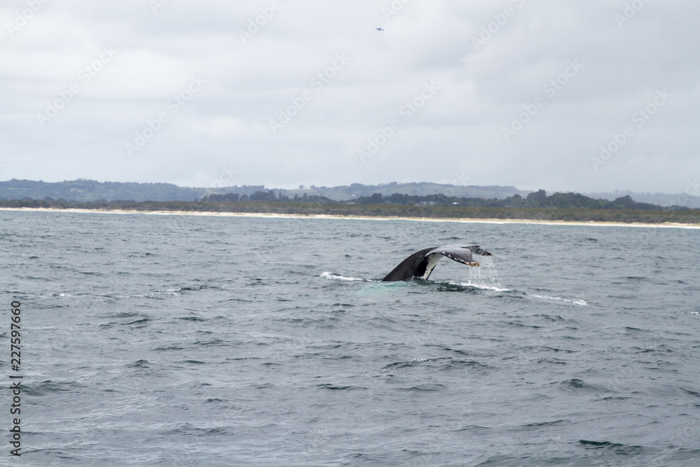 Fototapeta premium Buckelwal Fluke