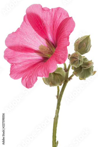 Flower of mallow, isolated on white background