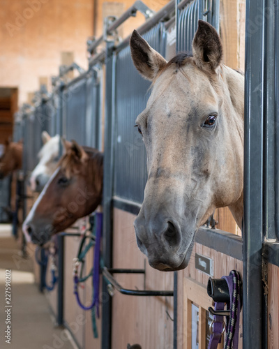 Horses in stalls in a barn