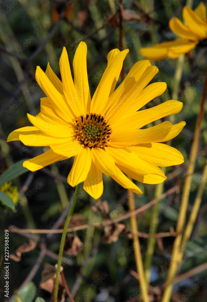 yellow,nice flowers of summer sun plant yellow,nice flowers of summer sun plant