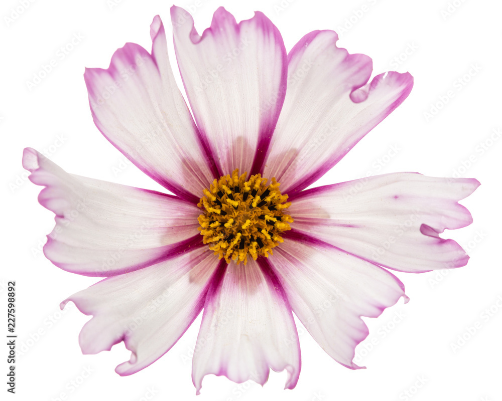 Flower of cosmos, kosmeya flower, isolated on white background Flower of cosmos, kosmeya flower, isolated on white background