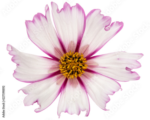 Flower of cosmos  kosmeya flower  isolated on white background