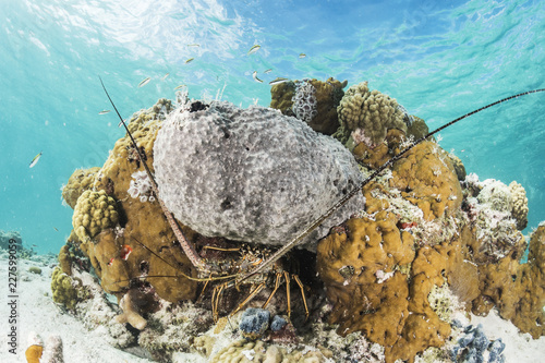 Lobster in the Reef