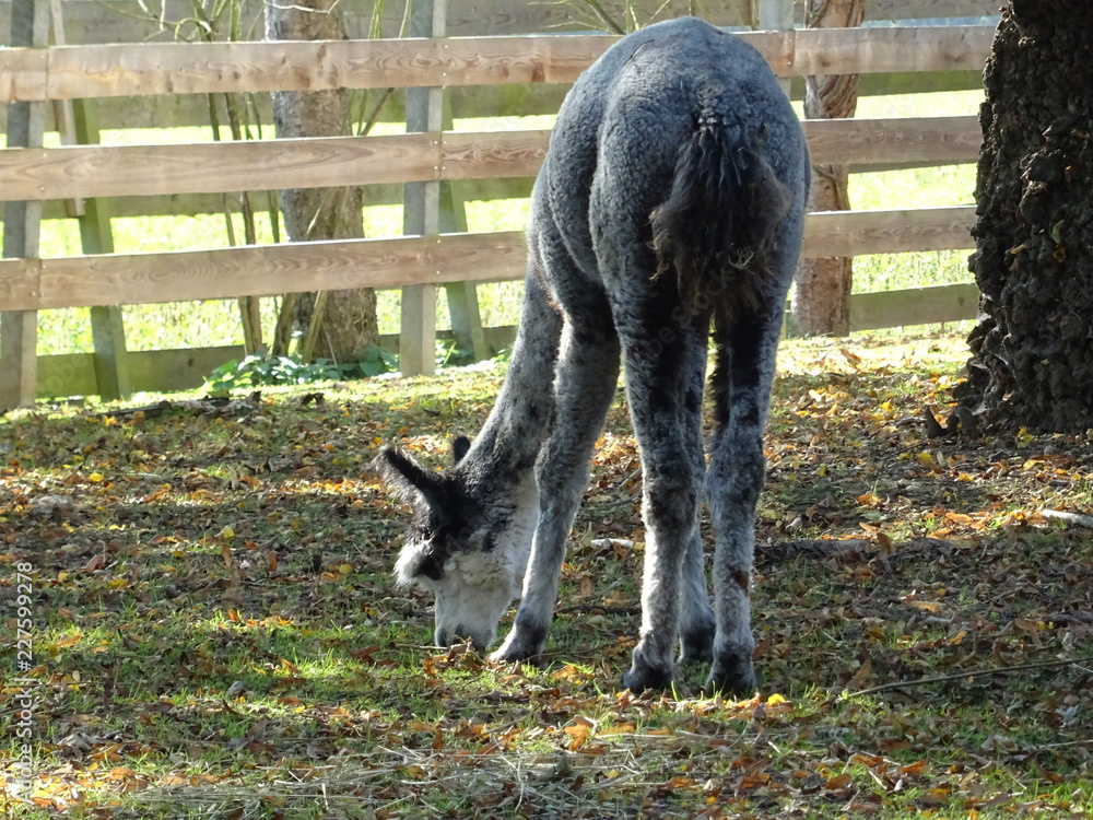 Fototapeta premium Alpaka beim Grasen