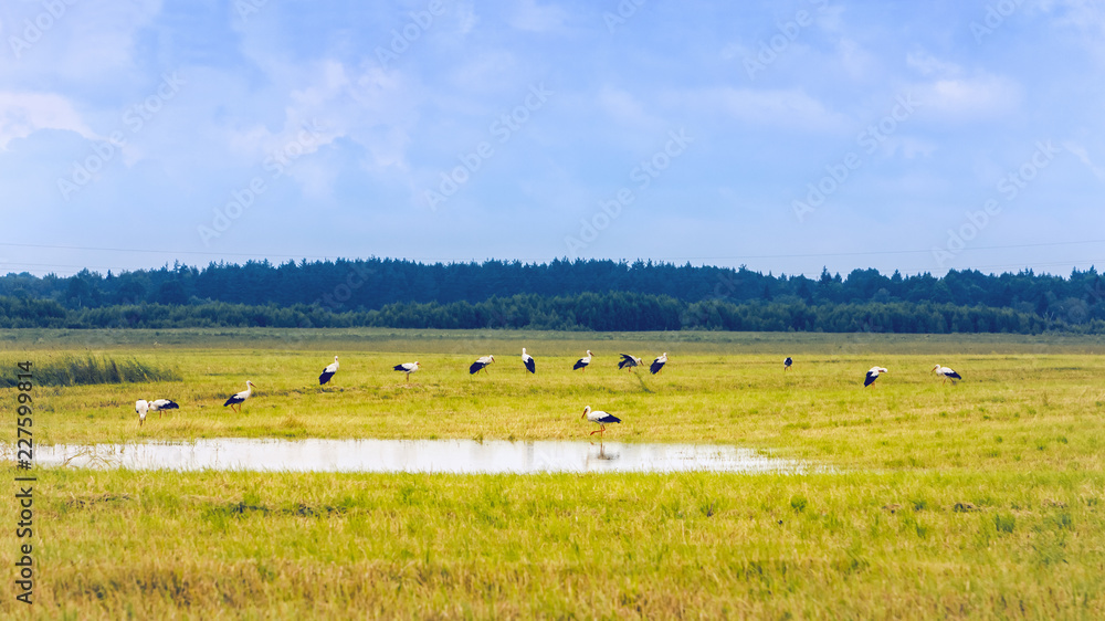 Obraz premium White Storks Resting On A Yellow Field At Summer Day
