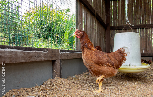 Chicken in the house, Small Chicken Farm.