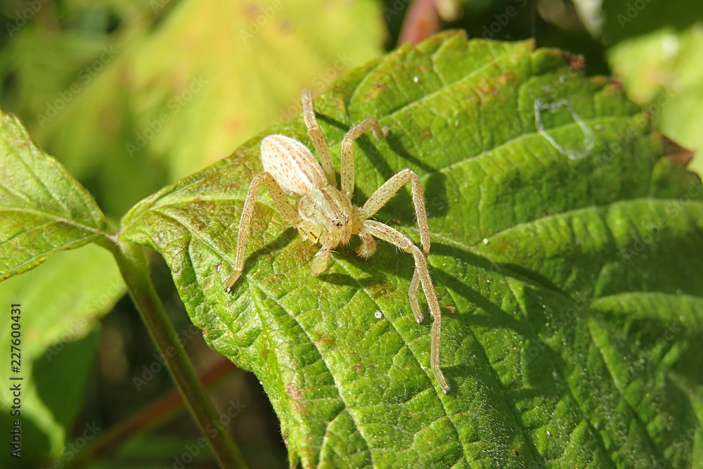 Naklejka premium Nursery spider on green leaf in the garden, closeup