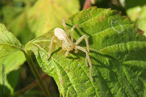 Nursery spider on green leaf in the garden, closeup