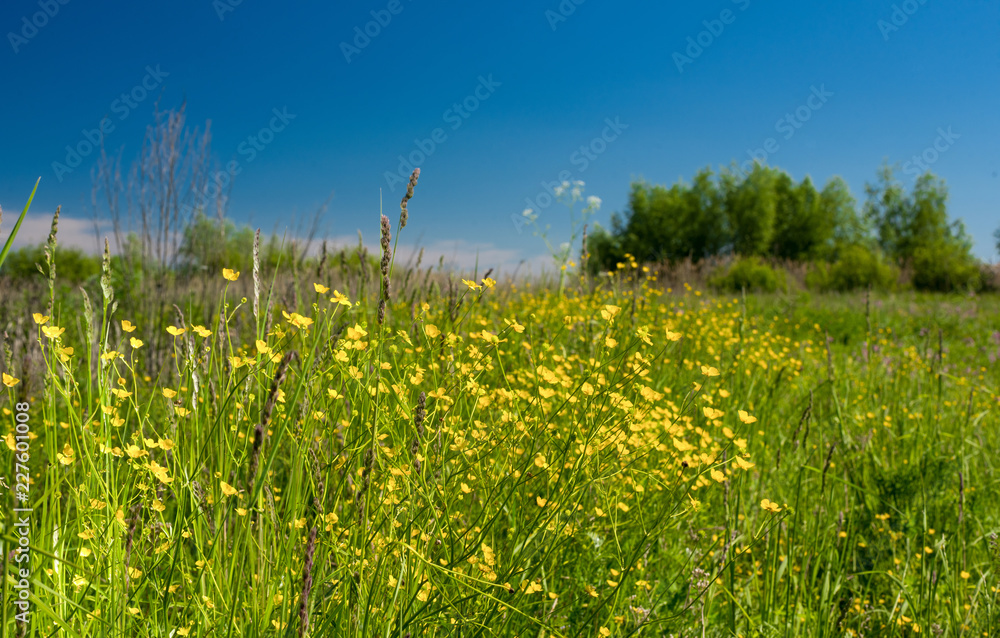 Fototapeta Landscape of nature with flowers..