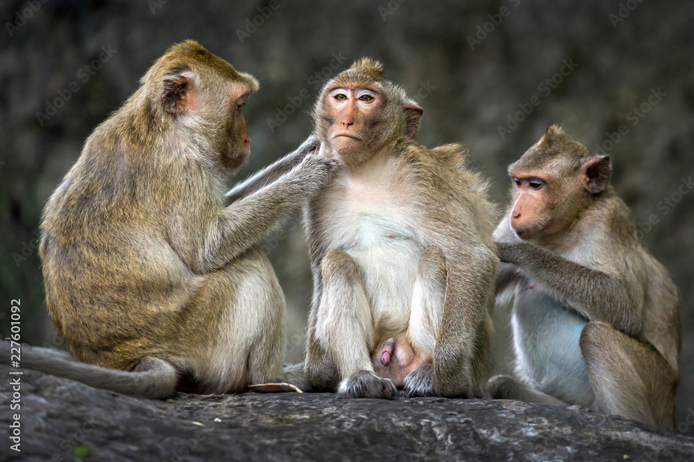 Family of monkeys in the wild