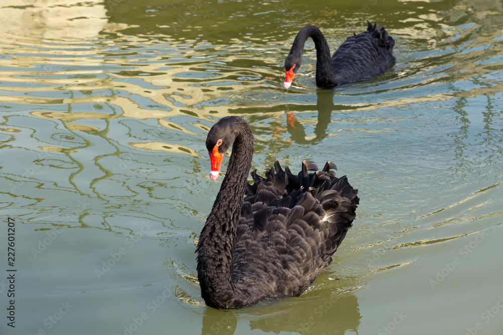 Fototapeta premium Black swans are swimming in the lake water.