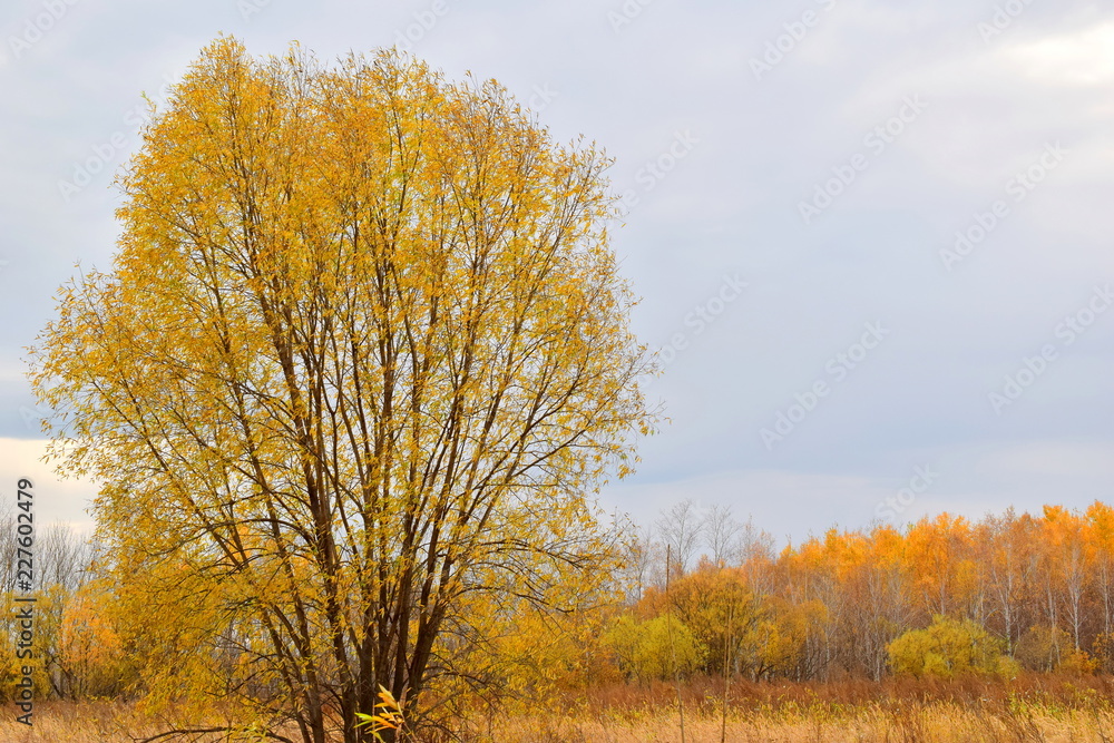 Autumn landscape in the forest. A lonely tree with yellow leaves in the field. In the background, a dense forest with yellow-red foliage. Cloudy weather. Close up.