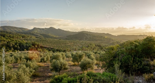 Olive Fields 1