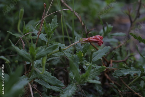 cutleaf eveningprimrose (wilted flower in the garden)