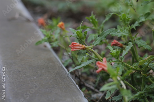 cutleaf eveningprimrose (wilted flower in the garden)