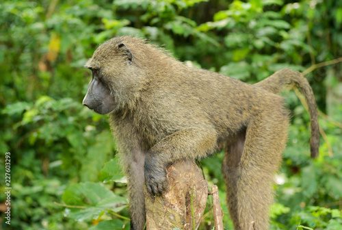 A Single Baboon in the Jungle © Dietmar