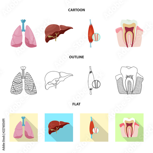 Isolated object of body and human icon. Set of body and medical vector icon for stock.