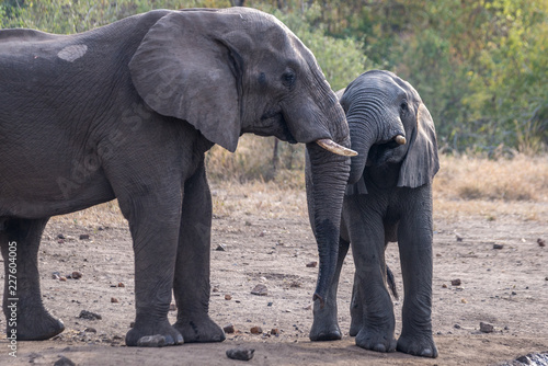 Elefanten in Malawi