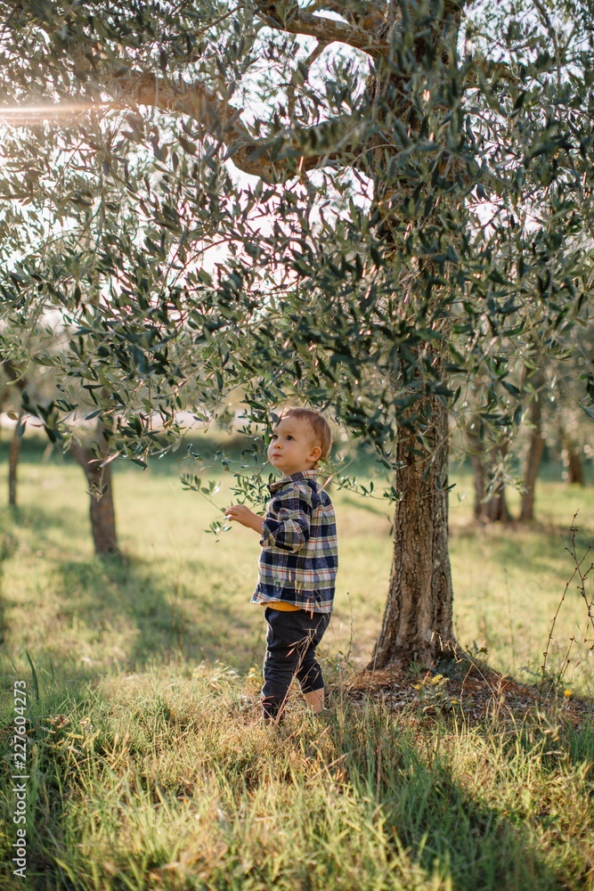 Lovely little boy walking by sunset olive garden Lovely little boy walking by sunset olive garden