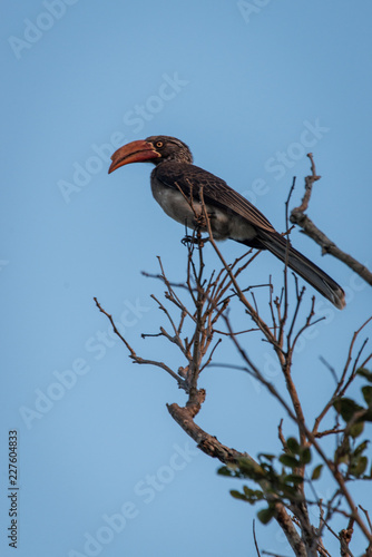 Vogel in Malawi