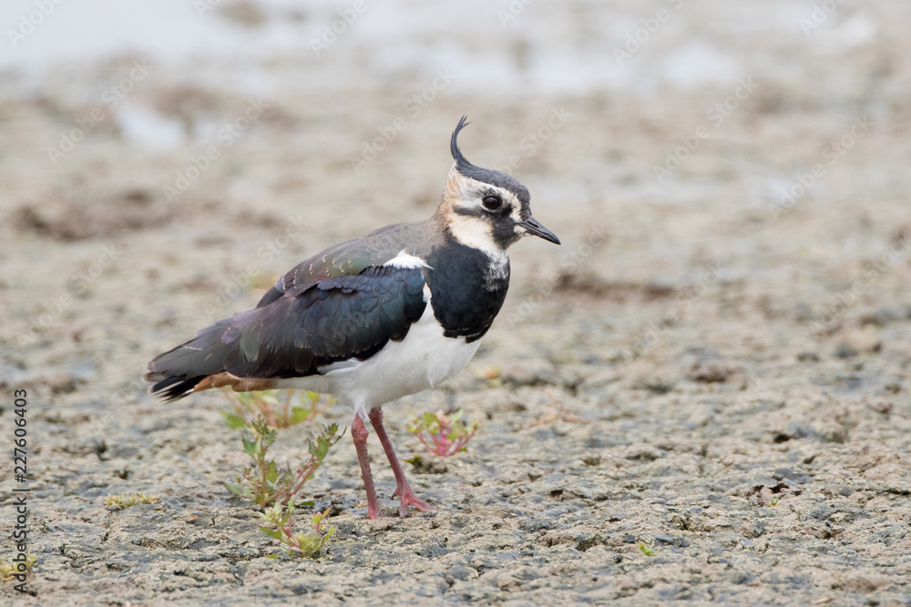 Obraz premium Lapwing