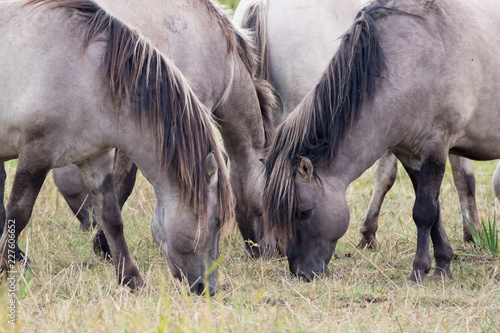 Konik Horses © Richard Hadfield