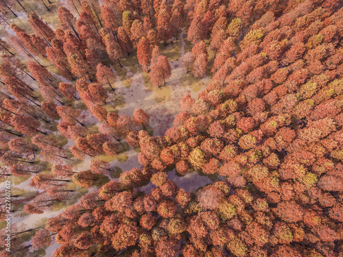 Aerial photography bird eye view of red sequoia In water of the photo