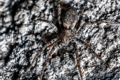 Macrophoto of a spider.