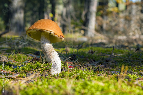 big leccinum grows in sunny forest