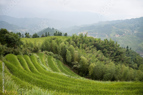 Rice terrace and bamboo plantation photo