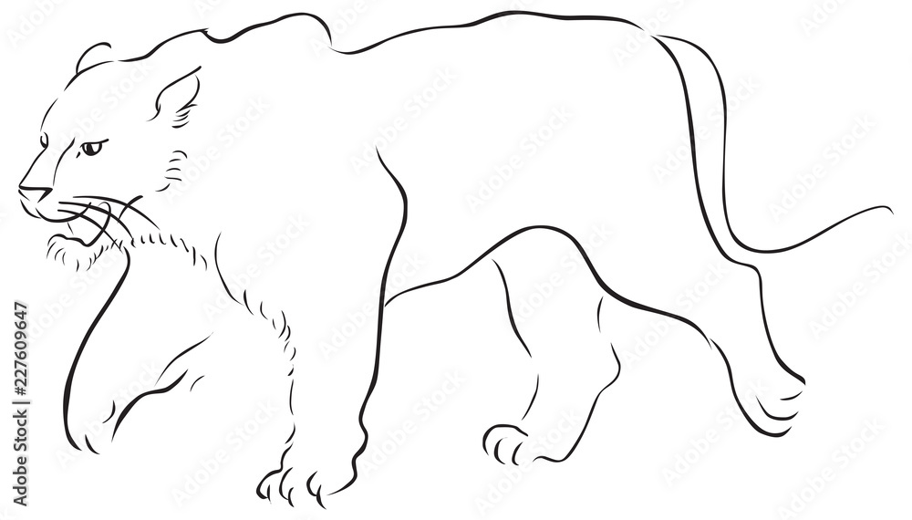 stroke vector hand drawn illustration with tiger on white stroke vector hand drawn illustration with tiger on white
