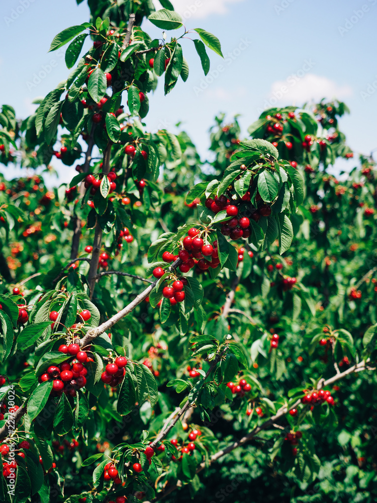 Red Cherries Hanging From Branches Red Cherries Hanging From Branches
