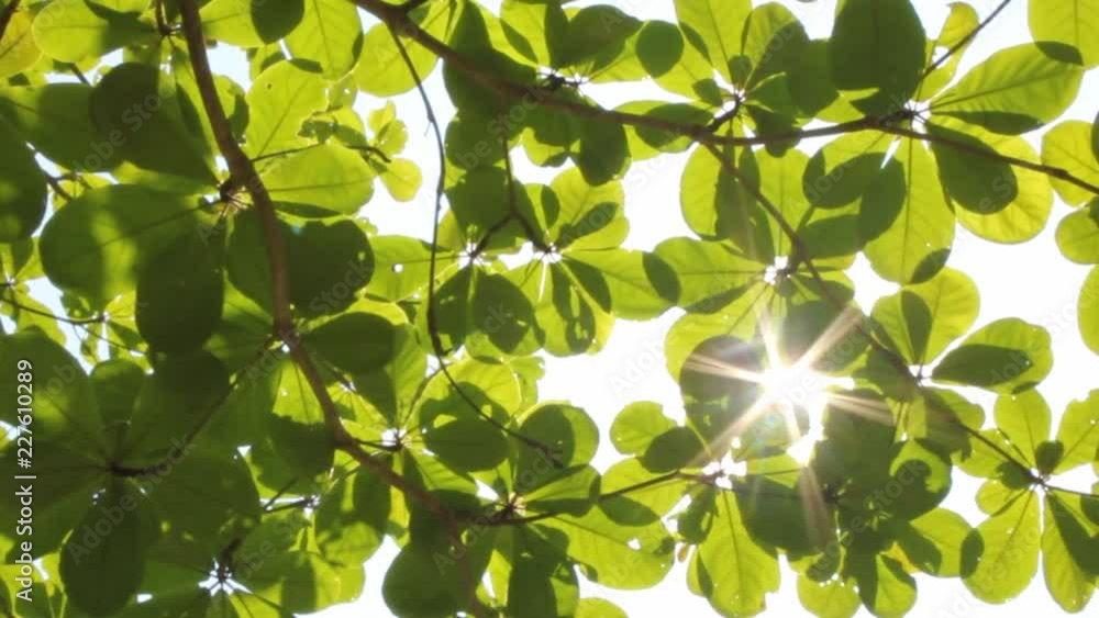 Sun flare through the canopy of tropical tree Sun flare through the canopy of tropical tree