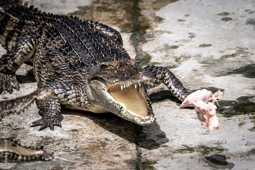 Fototapeta premium Portrait of freshwater Crocodile in a farm in Thailand, Phuket Crocodile farm, feeding the Crocodylus with raw chicken, it is one of the tourist attraction in Phuket